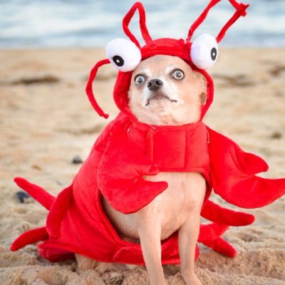 LLMxLab's profile picture. 