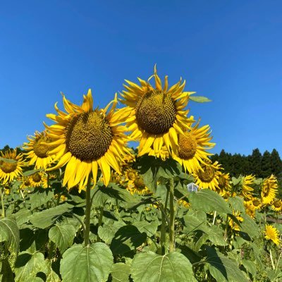 xyz27242759's profile picture. 