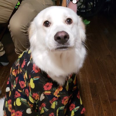 Posts Mcgee. The big lmaoski. Three-tweets-to-the-wind.
Worried about whether we should.
He/him