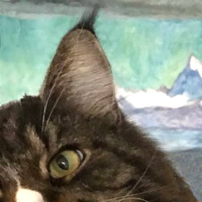 amrandvonbern's profile picture. Vorerst noch auf Zwitscherkanal, mal schauen...