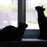 Caroline (@beautyandthecat) 's Twitter Profile