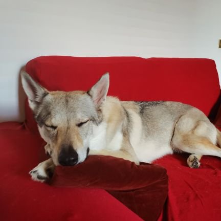 Yllastine's profile picture. 🖖🏻