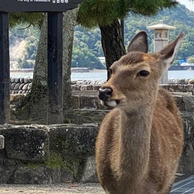 エンジニア2年目スタートアップ→メガベン🧑💻PHP/Laravel/React/Next/TypeScript/AWS趣味:⛳️/📘/個人開発(所属:DevLab)