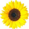 NancyBeyke's profile picture. Wife, Mom and Mama currently living with ALS.