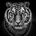 CBurgTigers_PE (@cburgtigers_pe) Twitter profile photo CBurgTigers_PE (@cburgtigers_pe) Twitter profile photo