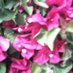 Carlos Resto (@sapocraze72) Twitter profile photo Carlos Resto (@sapocraze72) Twitter profile photo