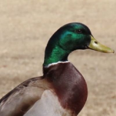 HAZUKI_KURENAI's profile picture. クローン病と統合失調症感情障害、糖尿病２型と闘病しながらオタ活動してます！

～好きなもの～
BLEACH(藍染様一筋)
・テニプリ(不動峰･立海･比嘉)
・黒執事
・まどマギ
・セラムンの星うさ、ファイムン
・相棒
・刀剣乱舞
・和田琢磨さん
・KIMERU様
・雑貨屋
・カフェ、喫茶店が大好きです！！！