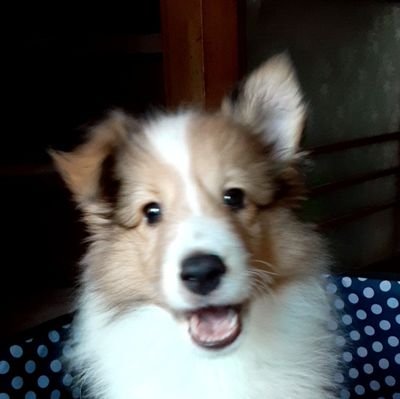 jk7tfk599's profile picture. I'm just an ordinary old man who likes lumberjacking, playing with fire, and UHF.
Follows are limited to those who have disclosed their amateur radio call signs