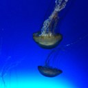 james bates - @53ergo - Twitter