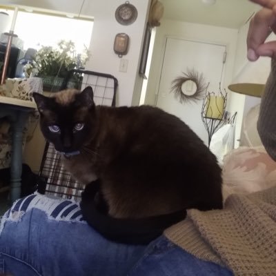 lvara714's profile picture. Mom, loving Grandma, former designer (and forever in my heart) , Liberal Democrat and extremely proud of it!