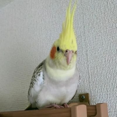 8月15日大和郡山市イオンモール付近でオカメインコが逃げてしまいました！目撃情報お待ちしてます！