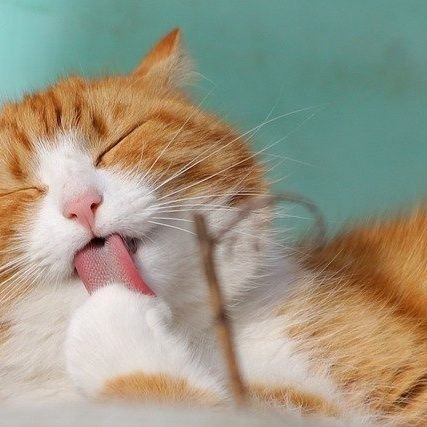 tammytexan's profile picture. Maldivian American 💗Life long democrat, activist and paralegal. 💙😀