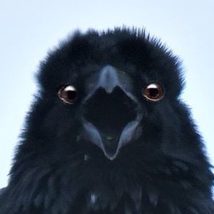 CactusGravy's profile picture. Just an old Canadian who enjoys Vtuber content on https://t.co/FOnGd2OvLr.