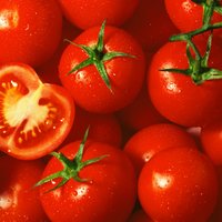 Tuinbouw Vandaag (@tuinbouwvandaag) 's Twitter Profile