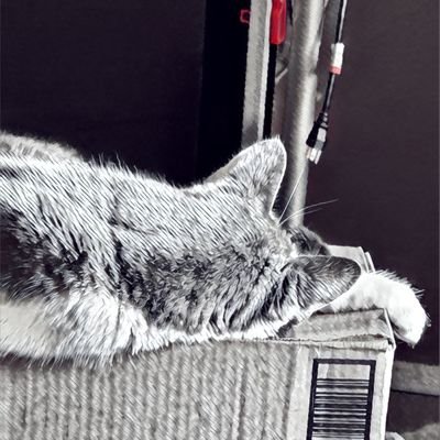 HigherG39810756's profile picture. Kingdom-Bound #pureblood, born-again #Christian  #Conservative Take each day & take 0 for granted. #KJV #prolife
#MAGA #Trump2024! #Patriot #1A #2A 

*No DMs*