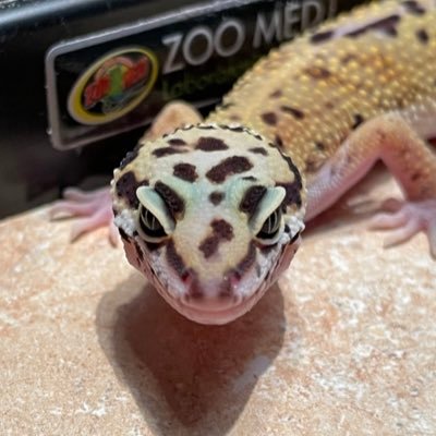 Allen_Lizard's profile picture. Radicalized by Larry King