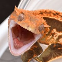 Gecko!!!!!! (@annemariepace2) 's Twitter Profile