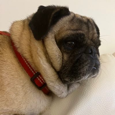 pugdaddy57 Profile Picture