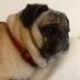pugdaddy57 (@pugdaddy57) Twitter profile photo pugdaddy57 (@pugdaddy57) Twitter profile photo