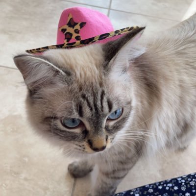 the0nly_sara's profile picture. 