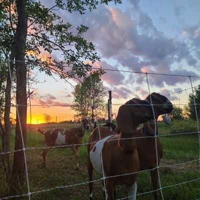 Husband, farm owner. Hunting, fishing and outdoor photography.
Raising chickens, bees and goats.