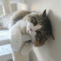 フユキ/Fuyuki (@g_fuyuki) 's Twitter Profile
