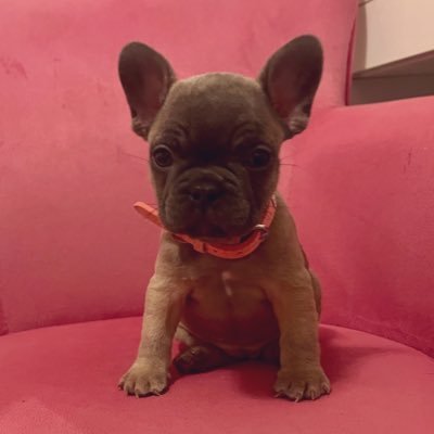 Sassy Frenchie | Runt of 9 | Aspiring onlyPaws model | Avid Luxury Designer Shoe Chewer | Offering you a glimpse into my life in OC | Account ran by my mom