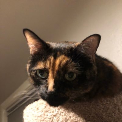 Diamond_Daisy23's profile picture. all complaints 24/7