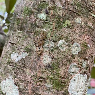 🇺🇸🇺🇦
Photo is a praying mantis on a tree in my front yard, spotted it with my son. Atheist Liberal. I’m the phuck your feelings type when it comes to policy