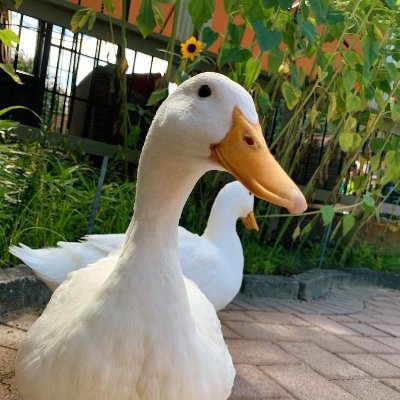 ne_sami11's profile picture. My lovely ducks ♥