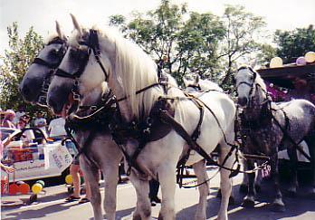 Horse Carriage Driver