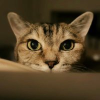 yo_k (@tupls3) 's Twitter Profile