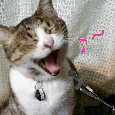 neko9981です。一度登録しましたが使えなくなり再スタート。トラッドサニーと猫様の事をアップして行きたいと思います。
車はいじくって維持すると思ってます。