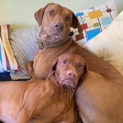 KhalDoggo4's profile picture. Khal: A Vizsla. Running, tummy rubs & naps are my faves. Iowa born, California livin’. Polo: Unique. Rescued f/death row. Grateful.  @ekobrien@mastodon.sdf.org