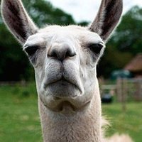 Llama Face(@pama_llama) 's Twitter Profileg