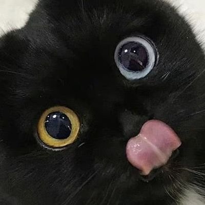 黑潮さんのプロフィール画像