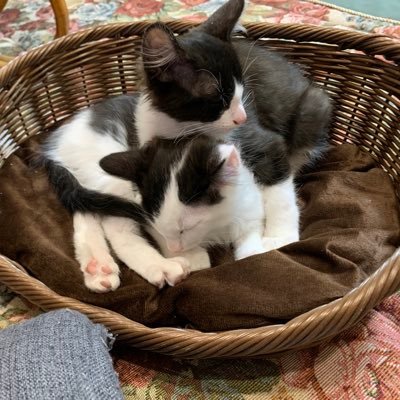 sirokurotuinzu's profile picture. 初めまして白黒猫のノア（画面下）とニア（画面上）です！ 猫大好きそうな人に無言フォローしてしまいますが寛大な心でお許しください 猫の画像をメインに上げていくとおもいます 猫のいる日常に癒されます ＃猫好きさんと繋がりたい ＃猫のいる日常 ＃動物大好き ＃白黒　#保護猫 #猫のいる暮らし