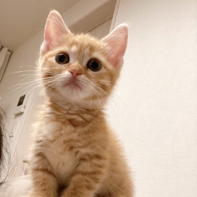 マンチカン♀の虎猫きびちゃんと暮らします！2022.6.23生まれで中猫になりましたです。 憧れ続けた猫への奉仕生活を綴ります。