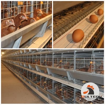 Poul Tech, poultry equipment manufacture, help farm raising chicken easier. contact with me for more information,  whatsapp: +8617760231830
