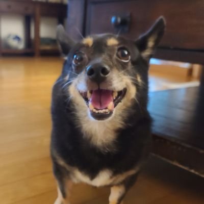 g_hamster's profile picture. 항상 어딘가 아픕니다.
말 안듣는 늙은 검둥개 키우미.