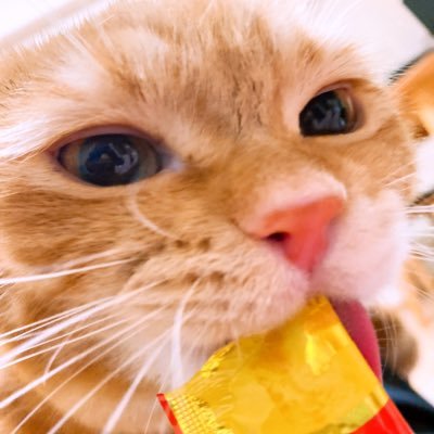 メルとルナの飼い主さんのプロフィール画像