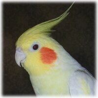 🎌いとうとしお🎌 (@toshi_itou1963) 's Twitter Profile