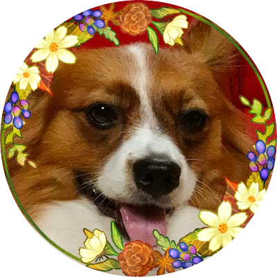 3代目の愛犬デカパピヨンもなかと家族で暮らしています😊
ダイエット成功！ただいま7キロです🐶
人間大好きなもなかです(ワンコと子供は苦手💦)
私はお花など植物、動物が好きです。
他に手芸・編み物は大好きですが下手の横好き。
ゲームもやります👍
よろしくお願い致します！