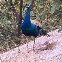 Aditya Singhal (@adityaksinghal) 's Twitter Profile