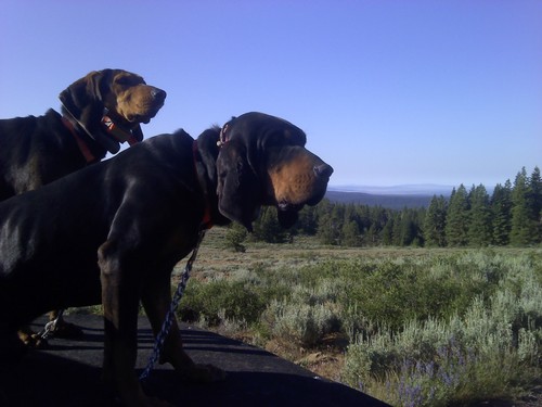 RobertMcKnight5's profile picture. I have three beautiful children that were stolen from me by the state . Other than that I love hound hunting and Cowboy football!