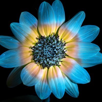 Nature & Macro Photographer / Teacher / Author based in Varna, Bulgaria. https://t.co/Lt8FD6LvVj