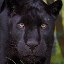 sengoku_jidai_'s profile picture. CKⅢ    Shogunate
戦国IXA