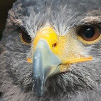 Tom Colton (@irelandsmedium) 's Twitter Profile