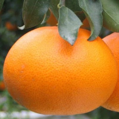 SetokaCitrus's profile picture. Ingress ENL since 2015