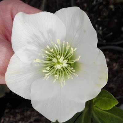 drazka11's profile picture. 